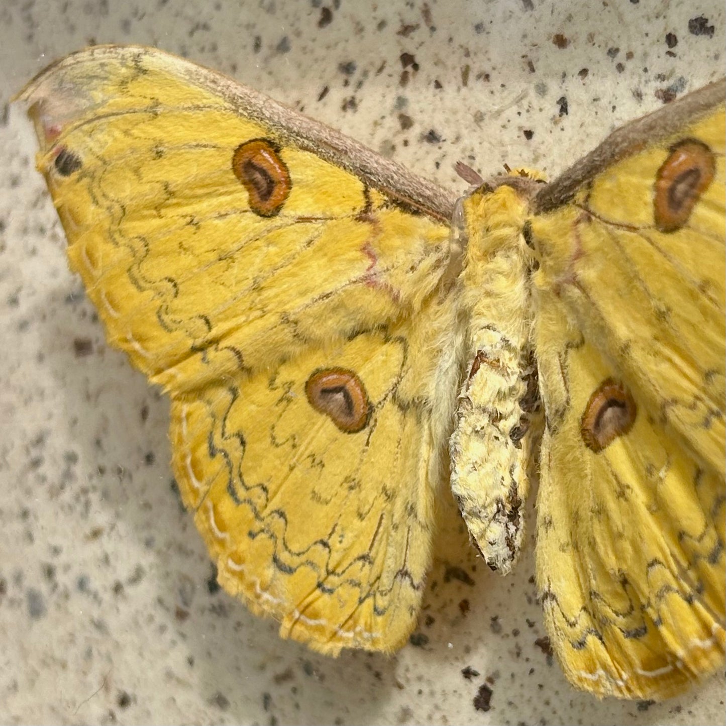 Golden Emperor Moth