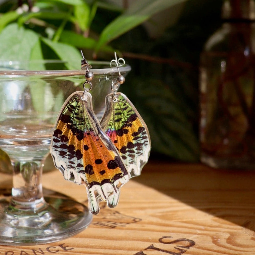 Madagascan Sunset Moth (Hindwings)