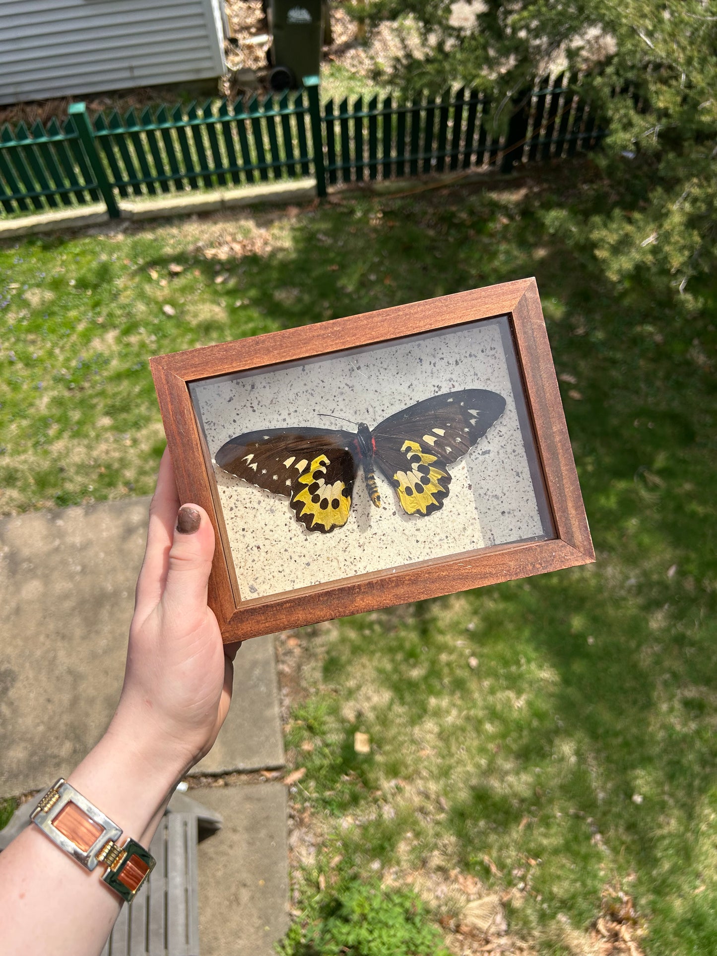 Tithonus Birdwing Butterfly