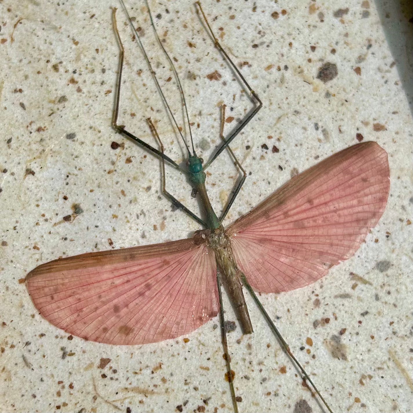 Walking Stick Bug