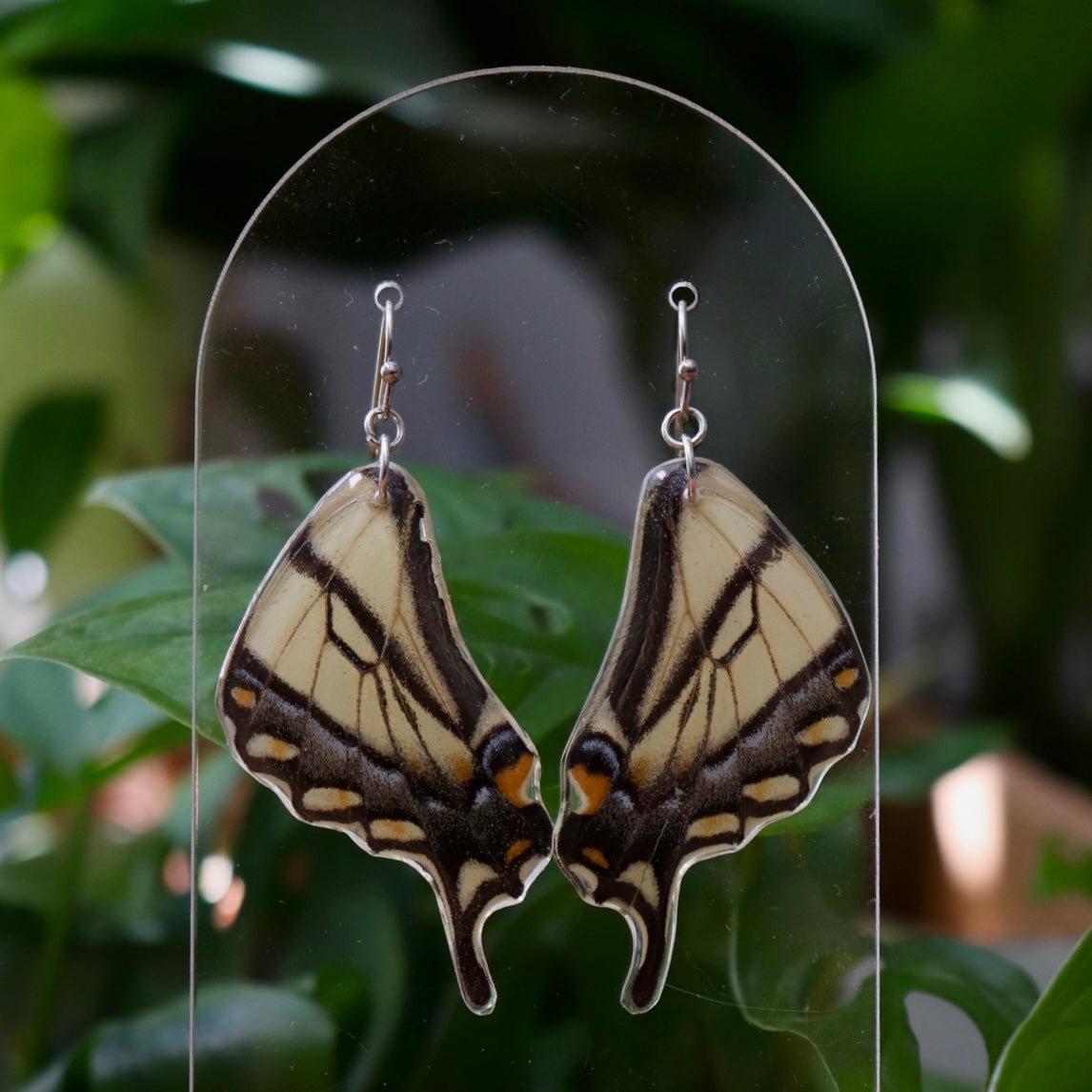 Canadian Tiger Swallowtail (Hindwings)