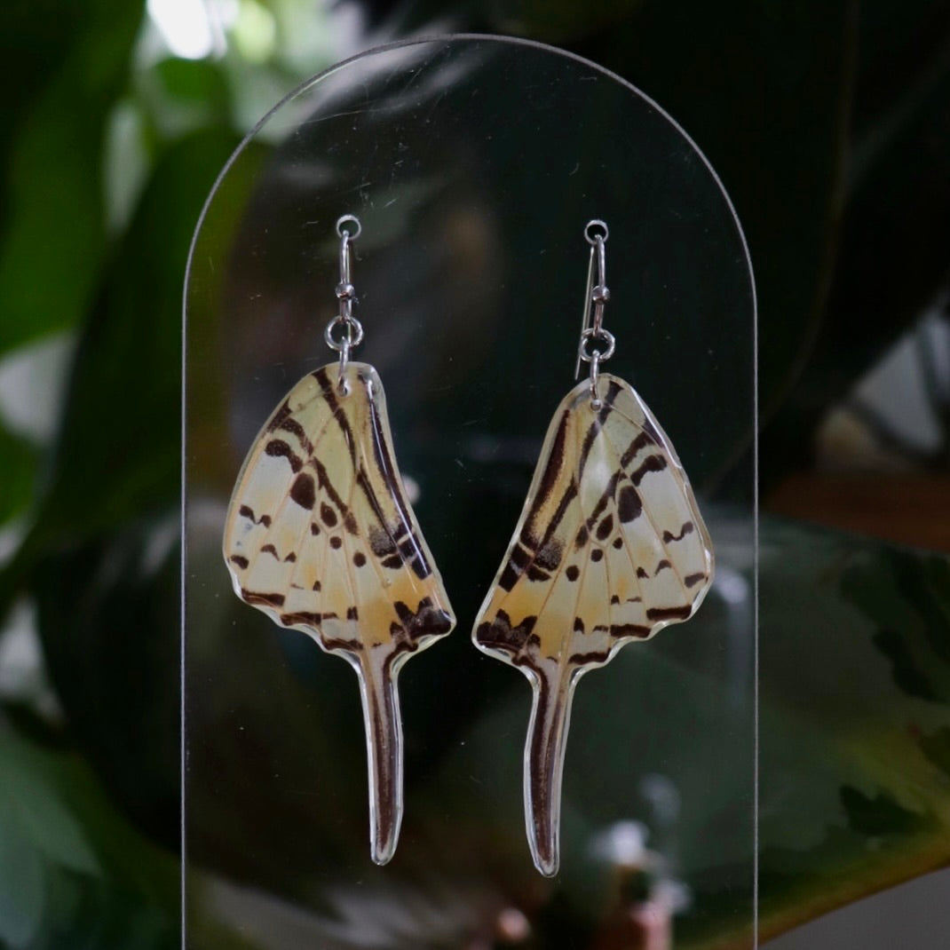 Five-Bar Swordtail (Hindwings)