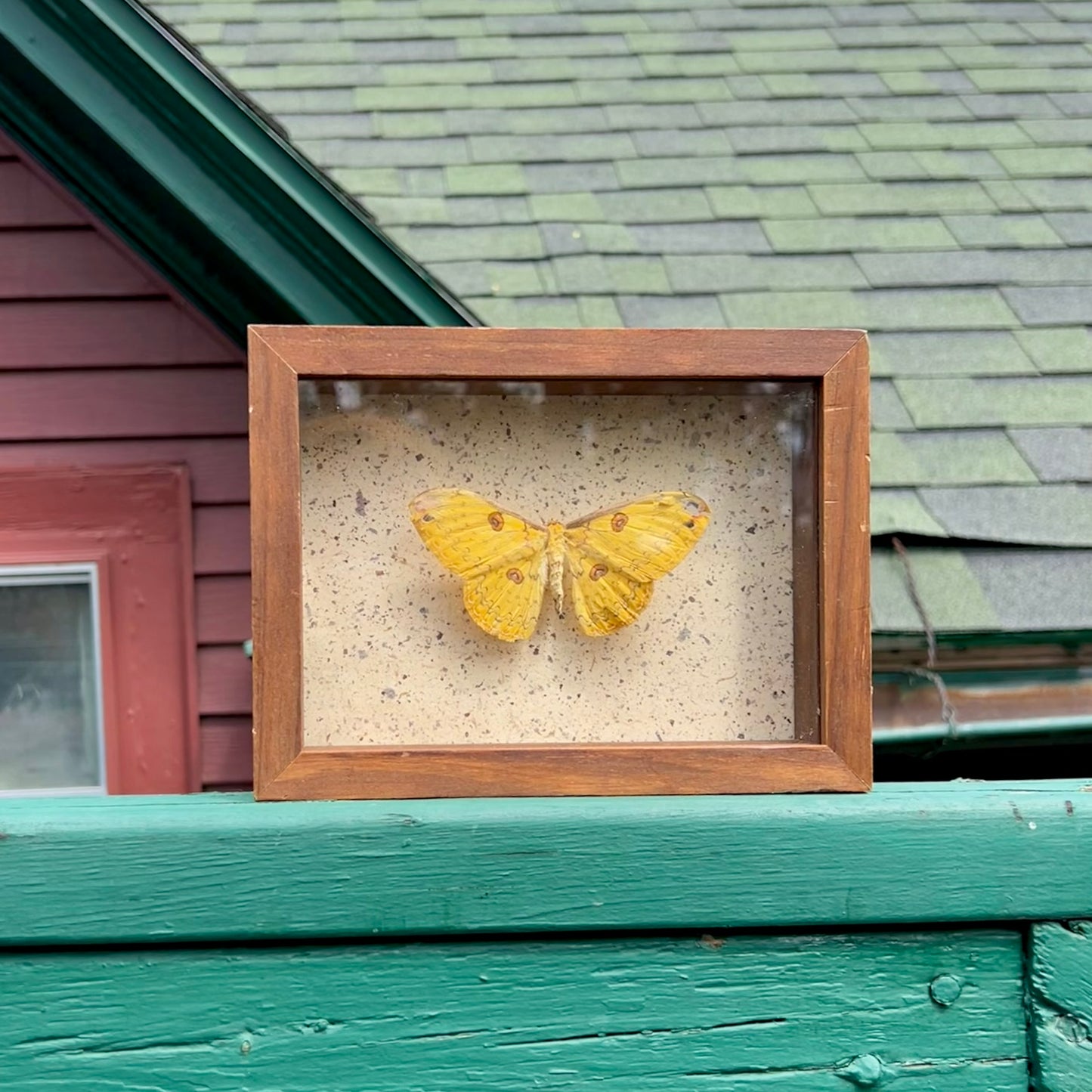 Golden Emperor Moth