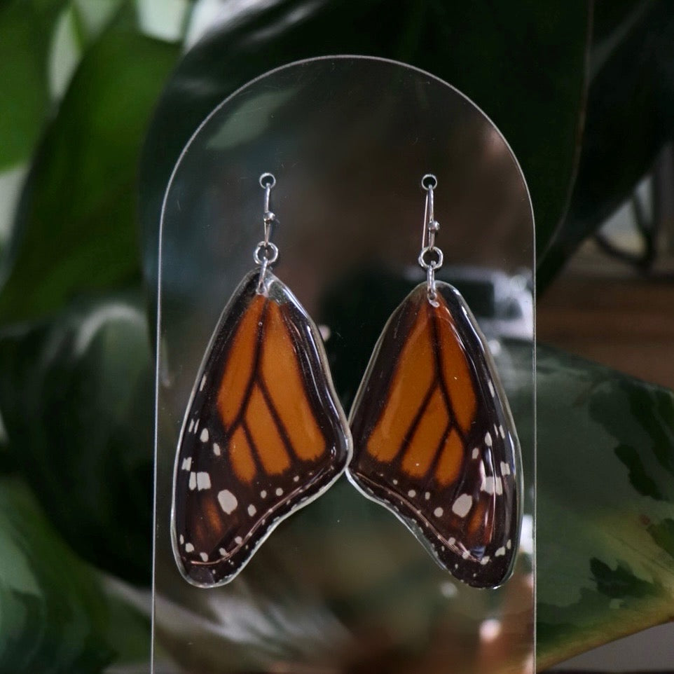 Monarch Butterfly (Forewings)