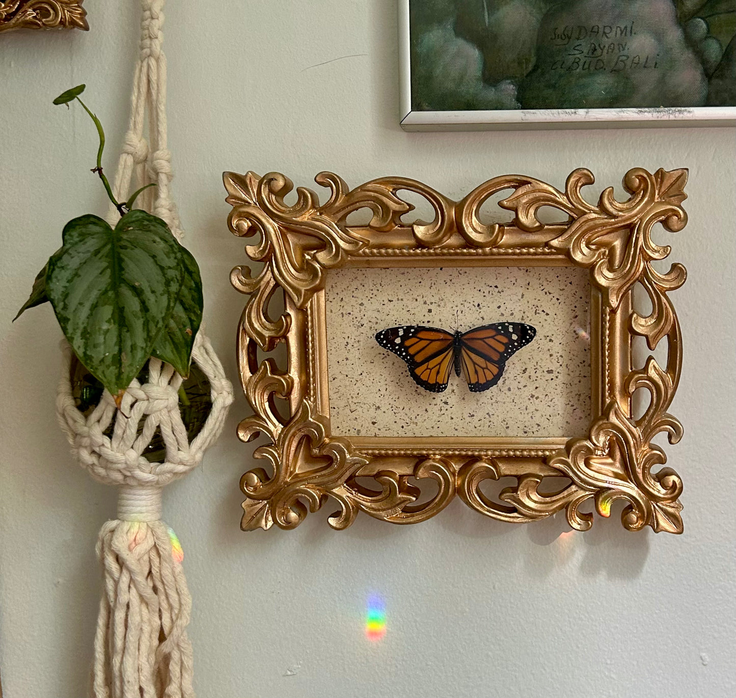 Monarch Butterfly