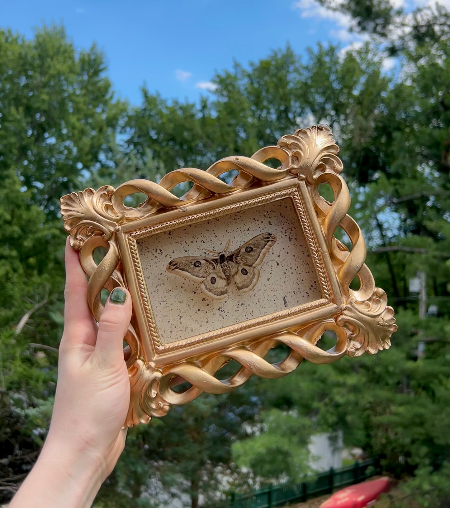 Peacock Silk Moth
