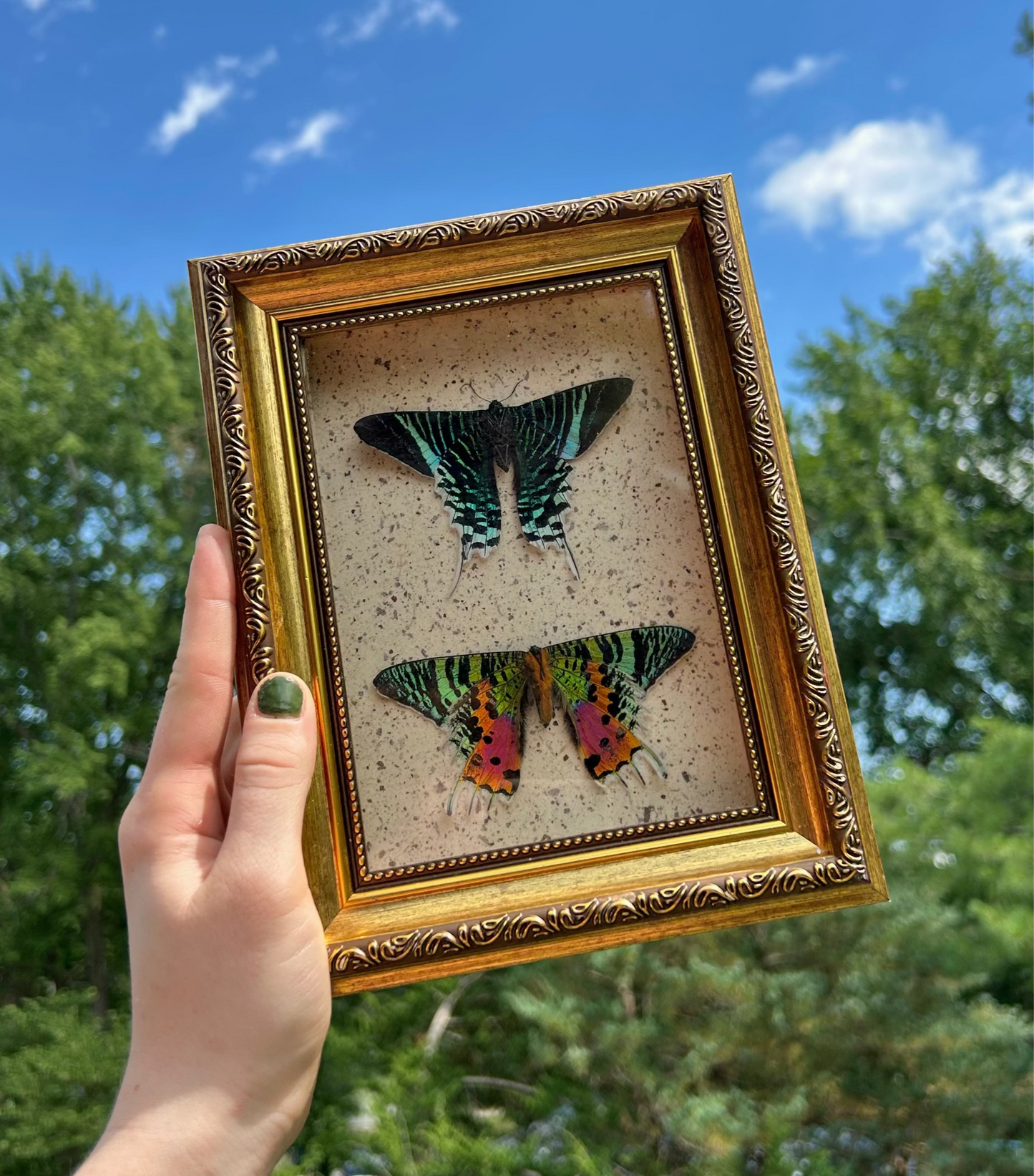 Madagascan Sunset Moth Duo