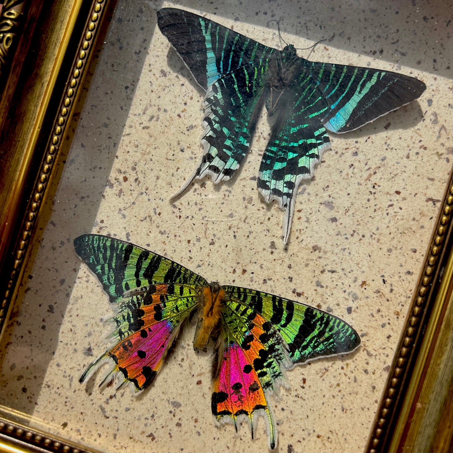 Madagascan Sunset Moth Duo