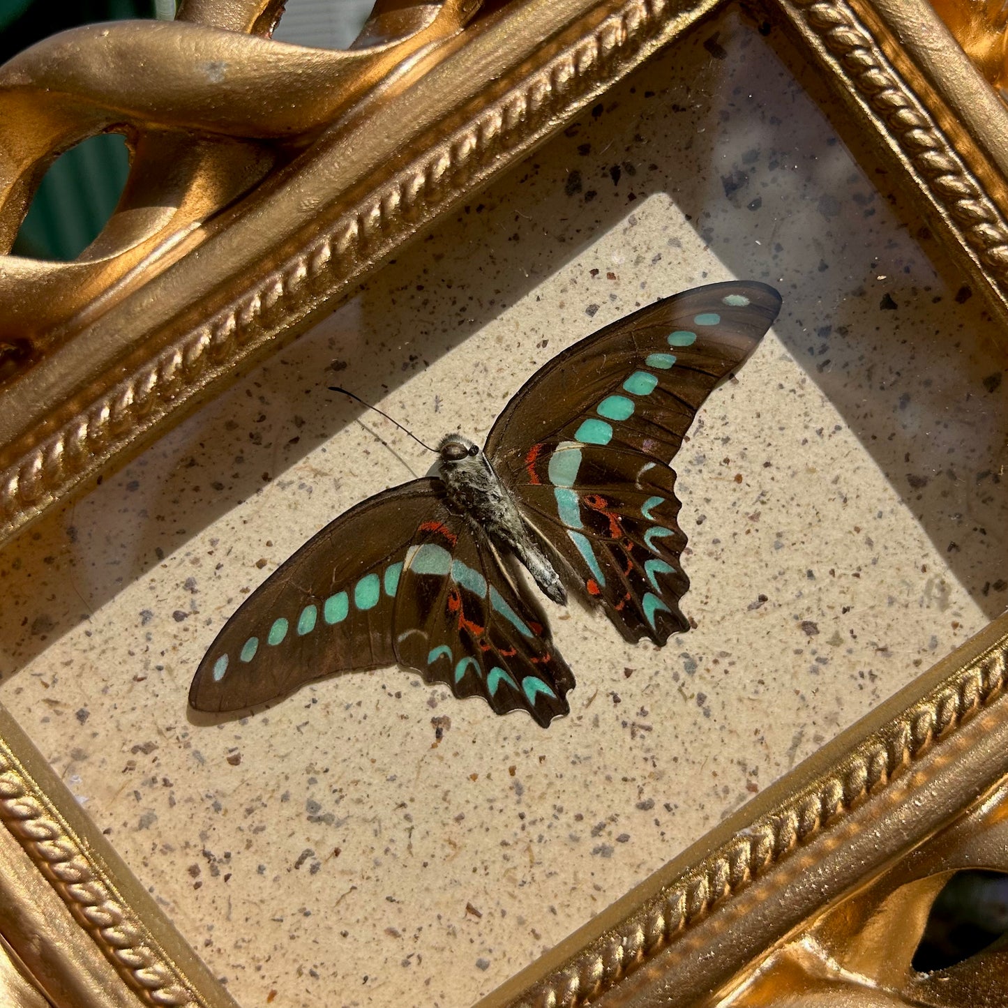 Bluebottle Butterfly