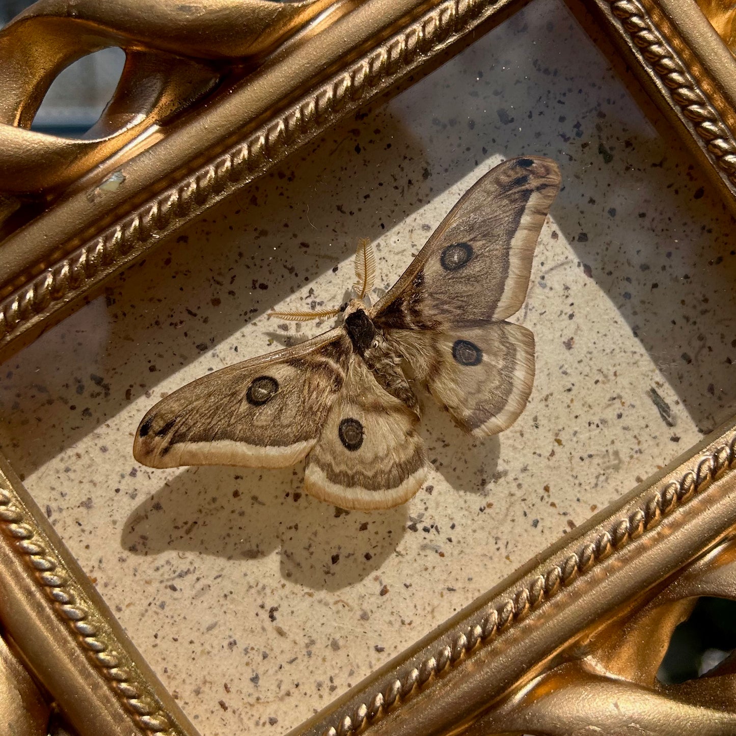 Peacock Silk Moth