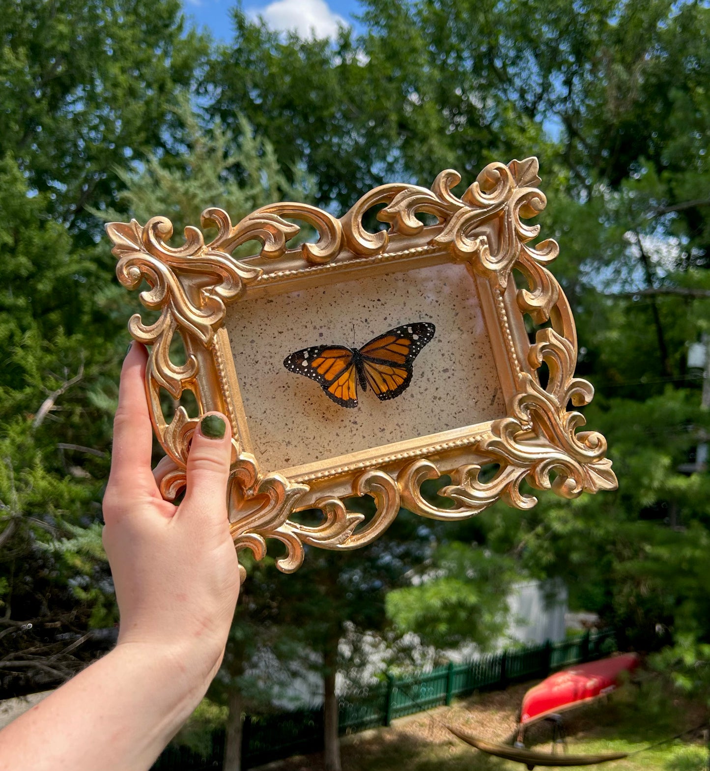 Monarch Butterfly