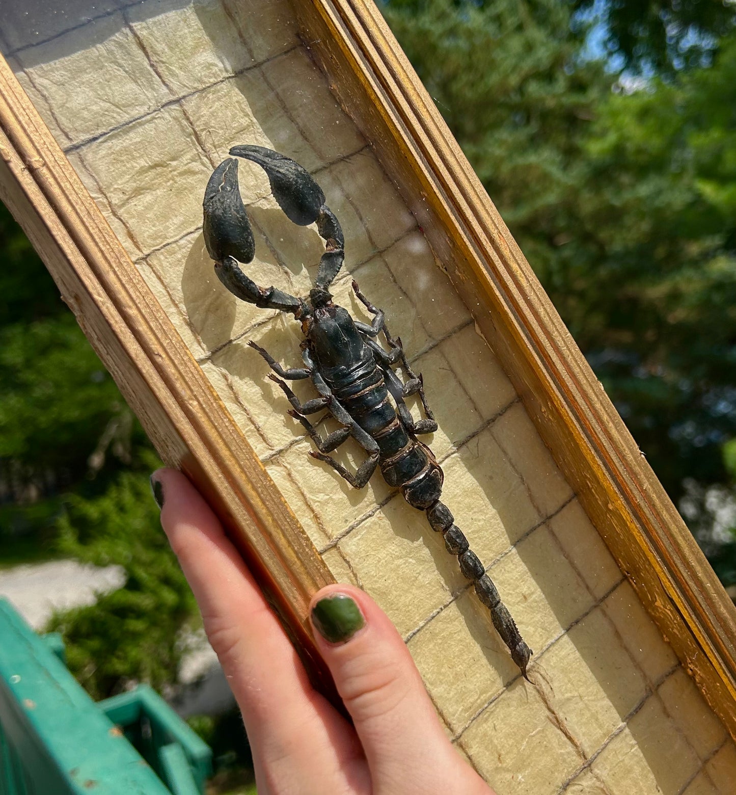 Large Forest Scorpion