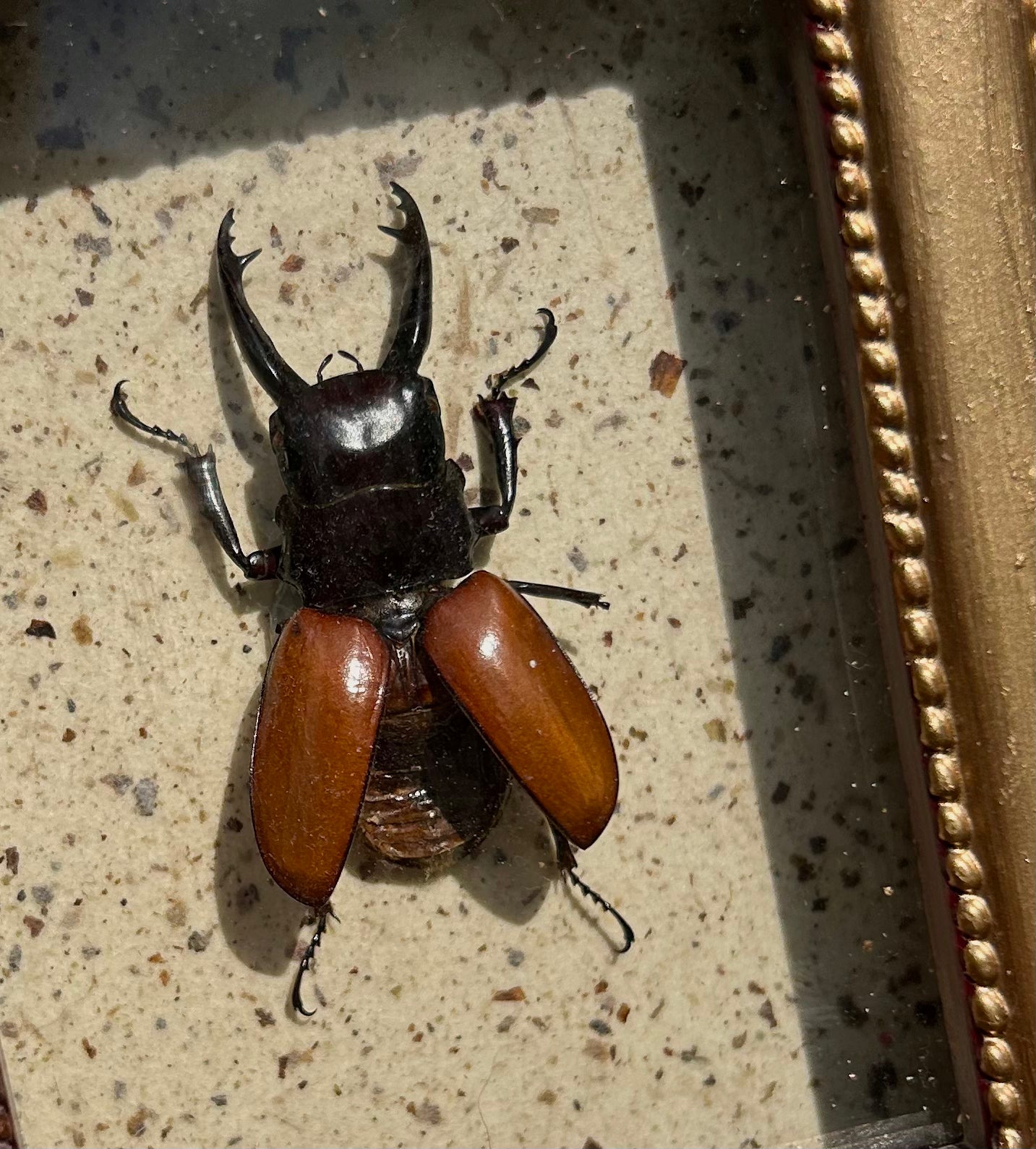 Stag Beetle