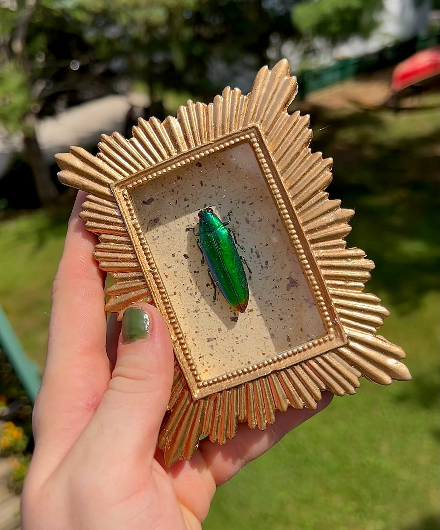 Jewel Beetle