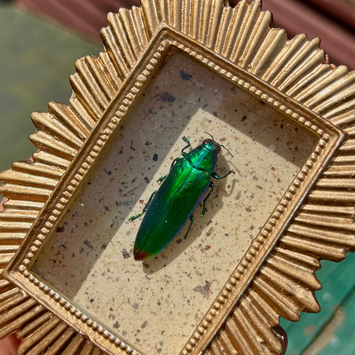 Jewel Beetle