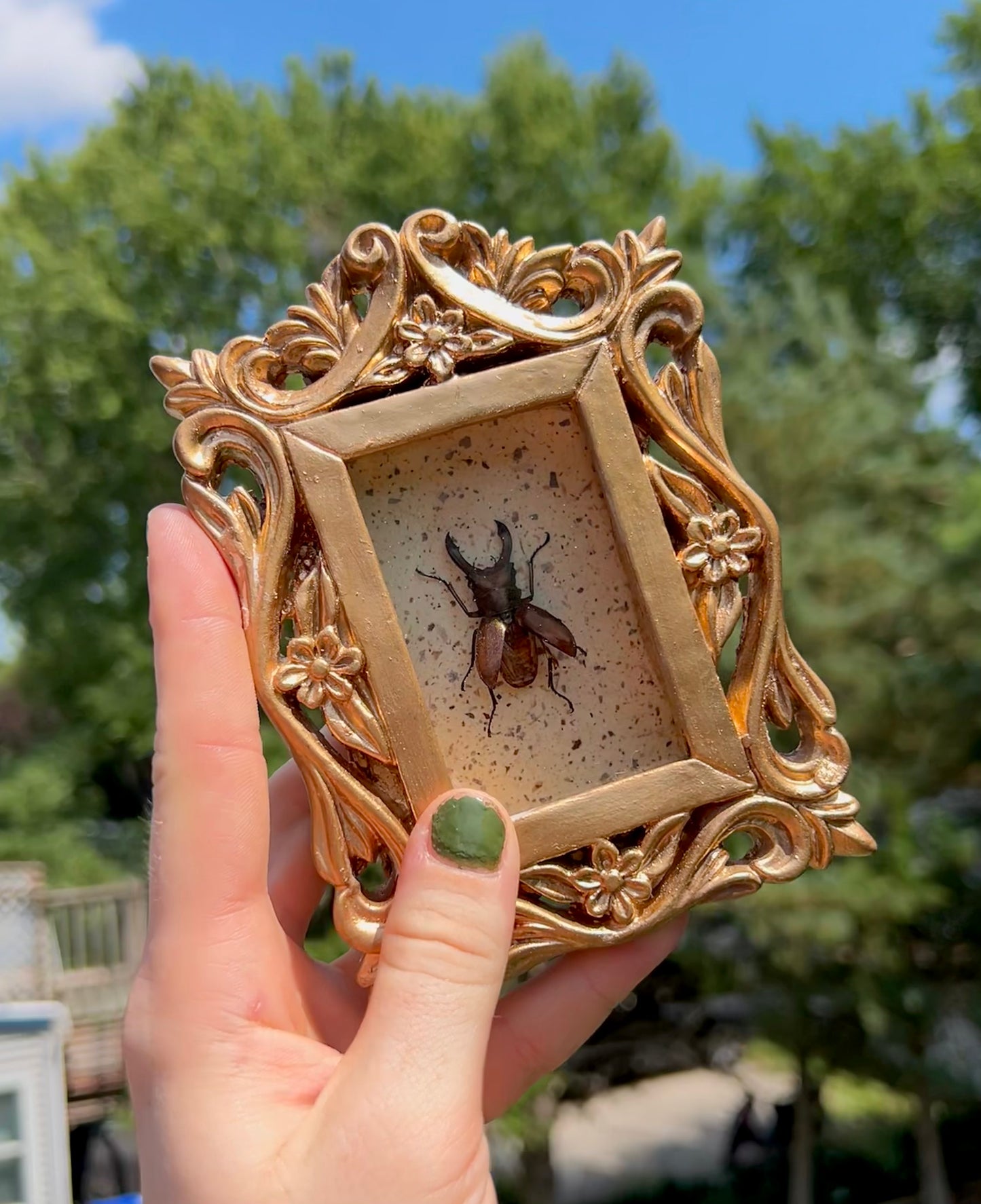 Floral Stag Beetle