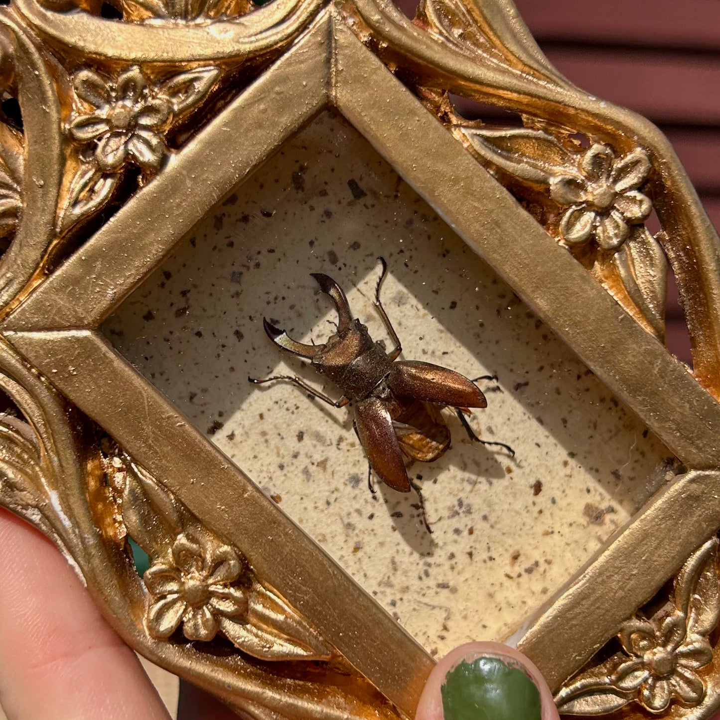 Floral Stag Beetle