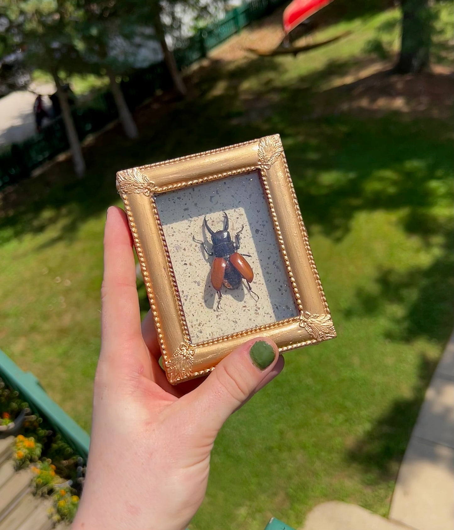 Stag Beetle