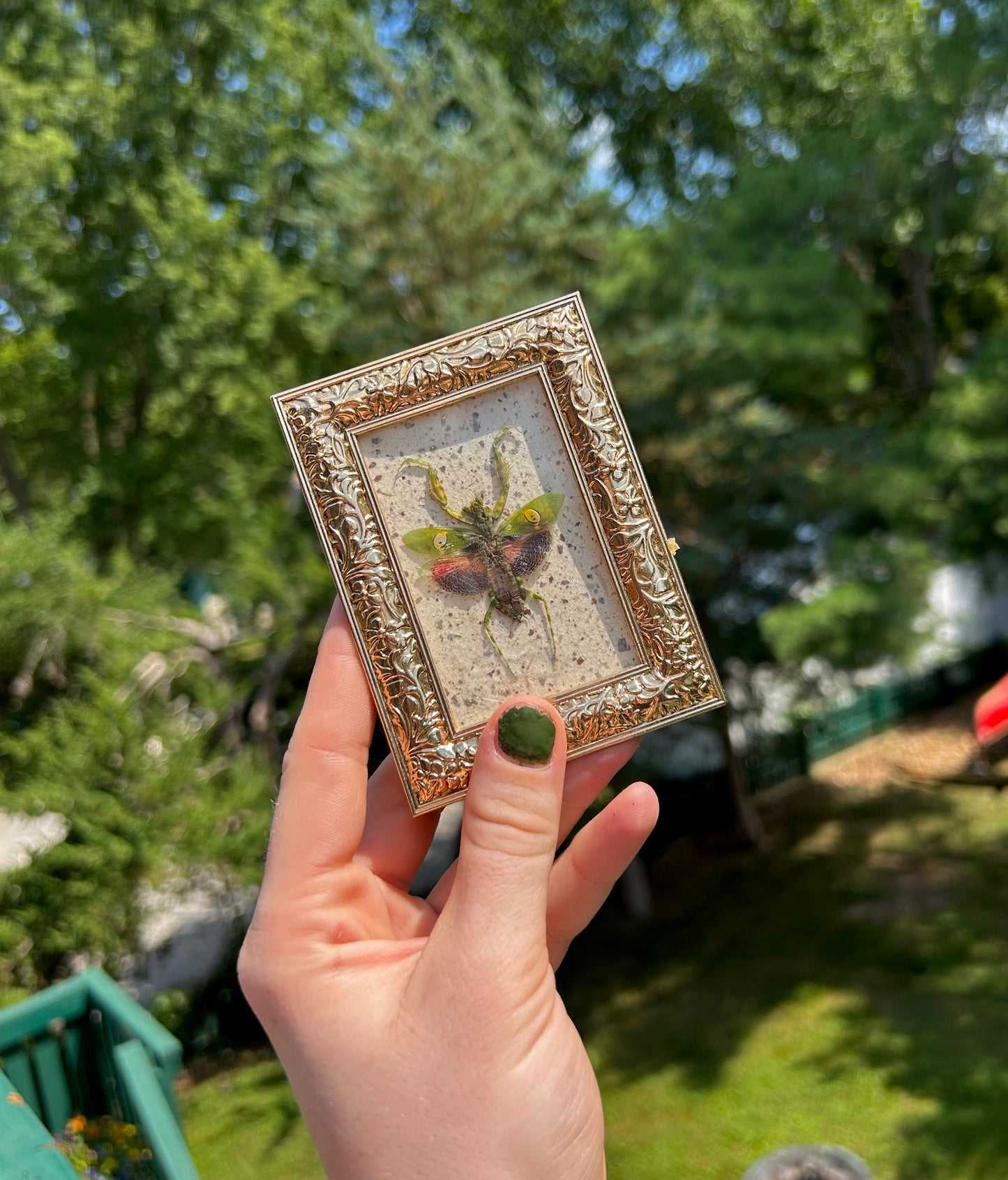Jewel Mantis