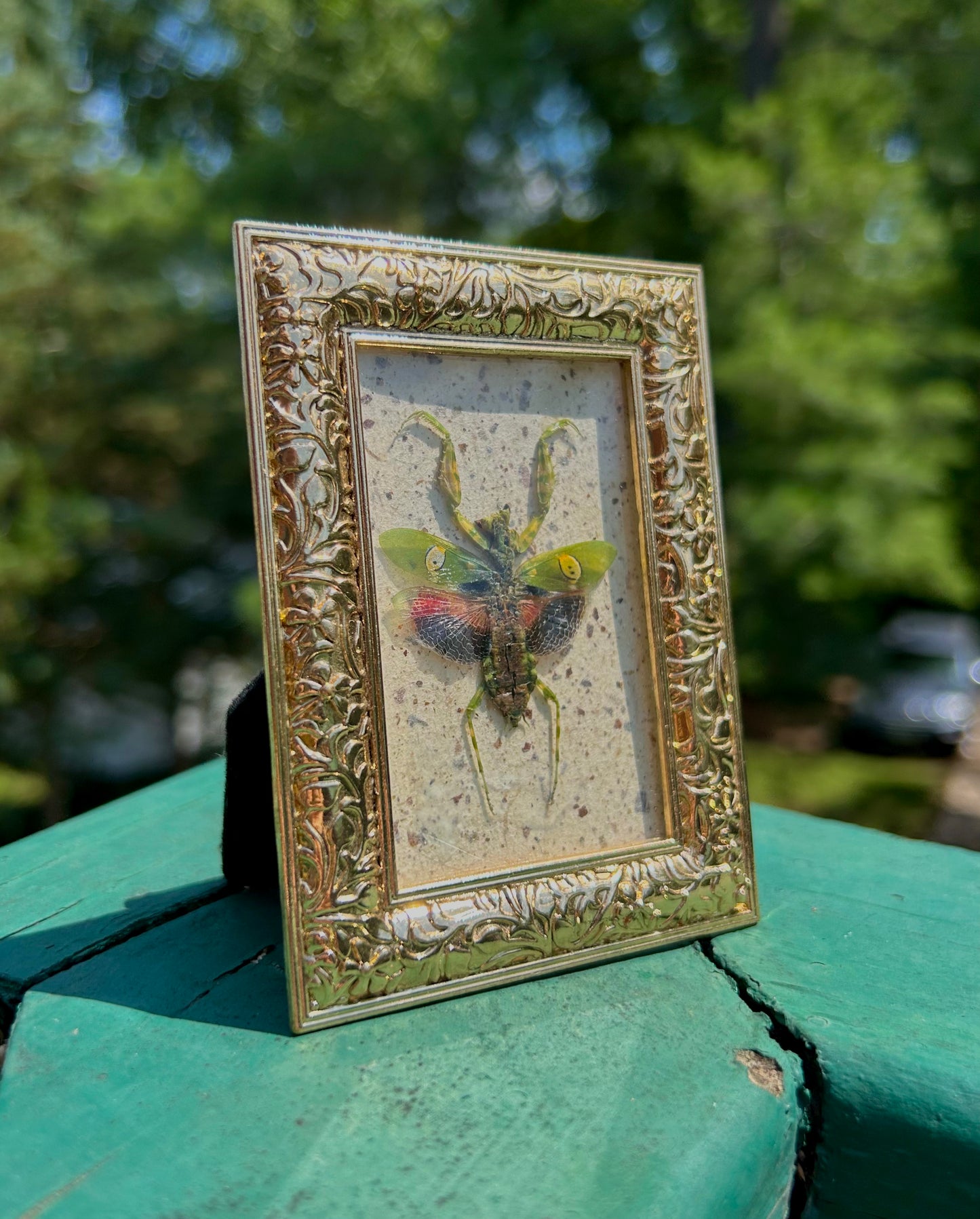 Jewel Mantis