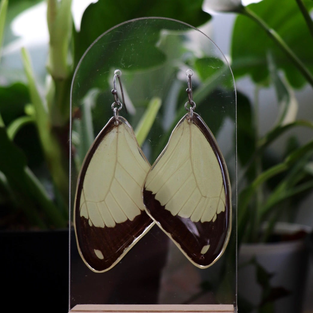 Mocker Swallowtail (Forewings)