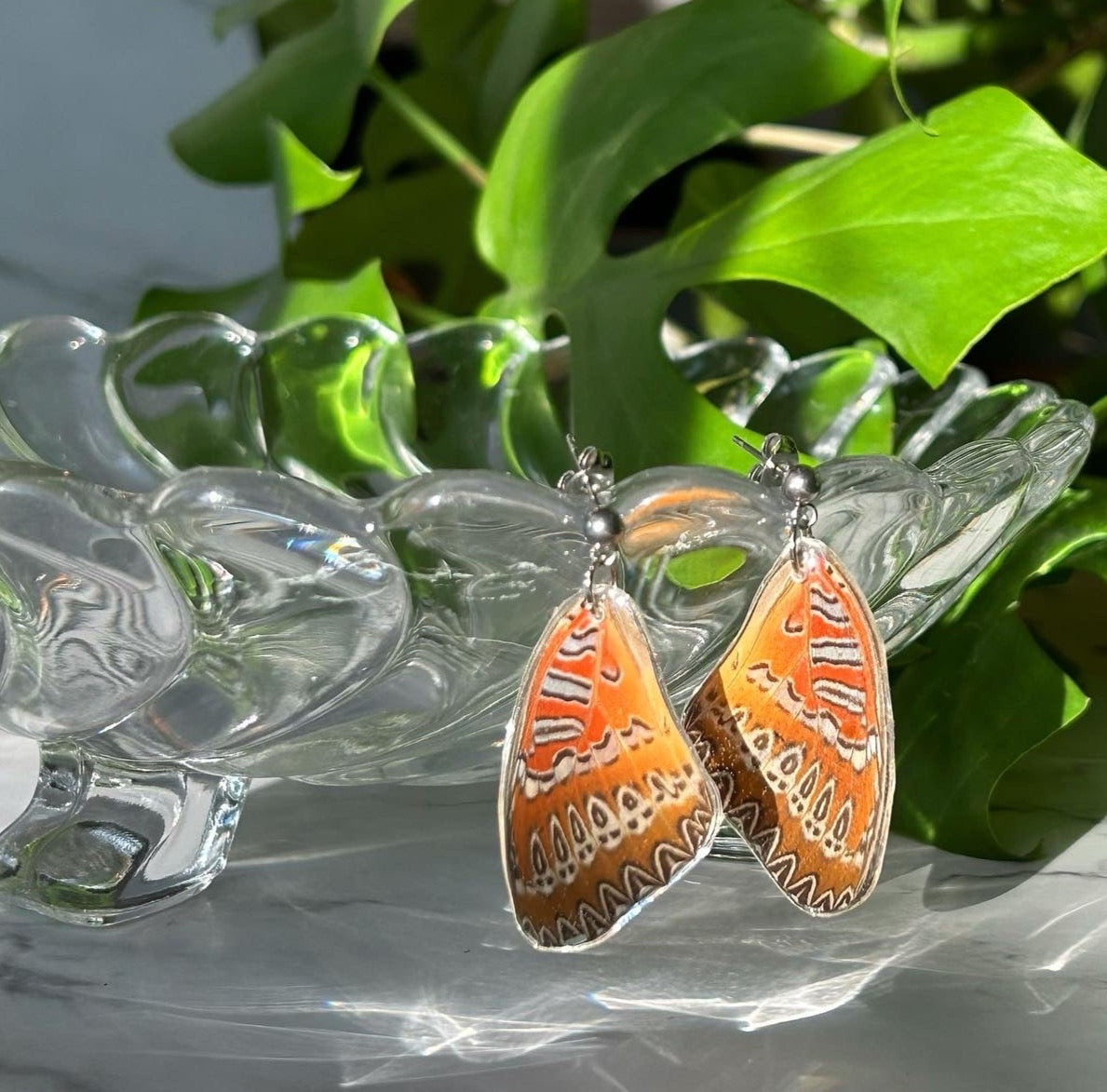 Red Lacewing Butterfly (Forewings)