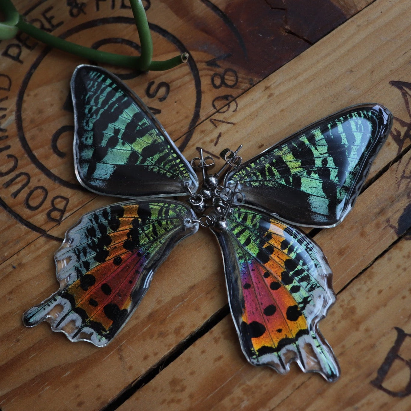 Madagascan Sunset Moth (Hindwings)