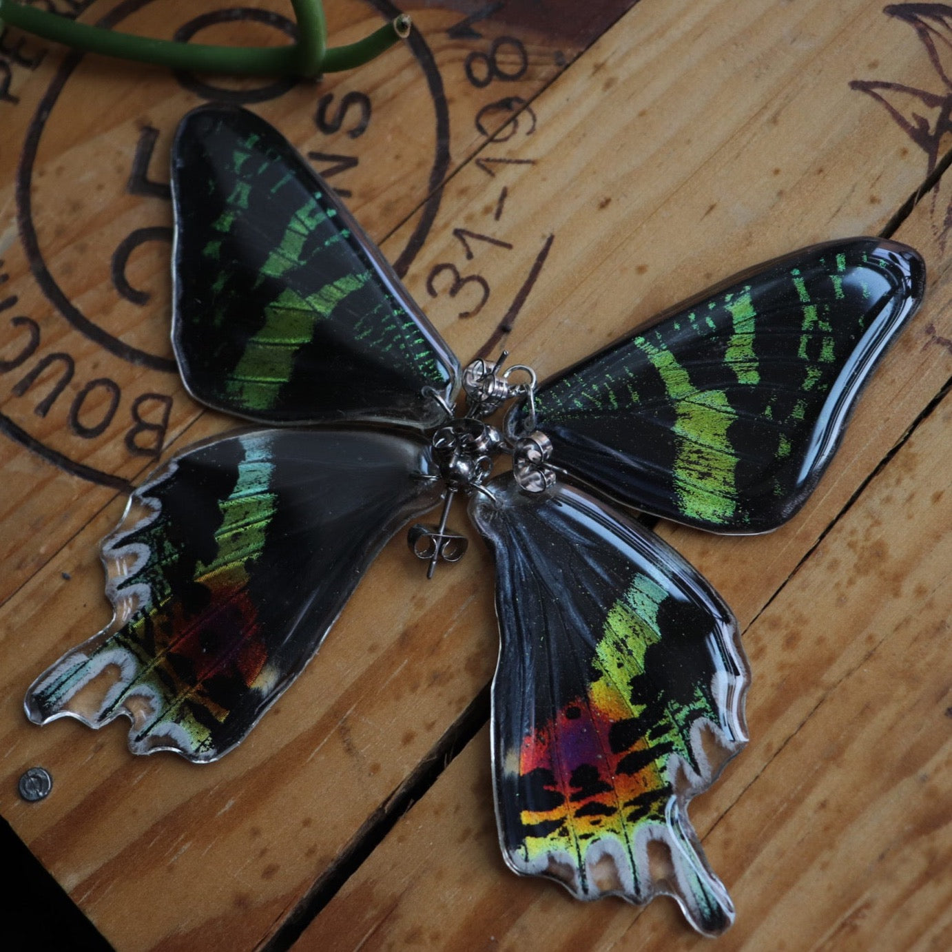 Madagascan Sunset Moth (Hindwings)
