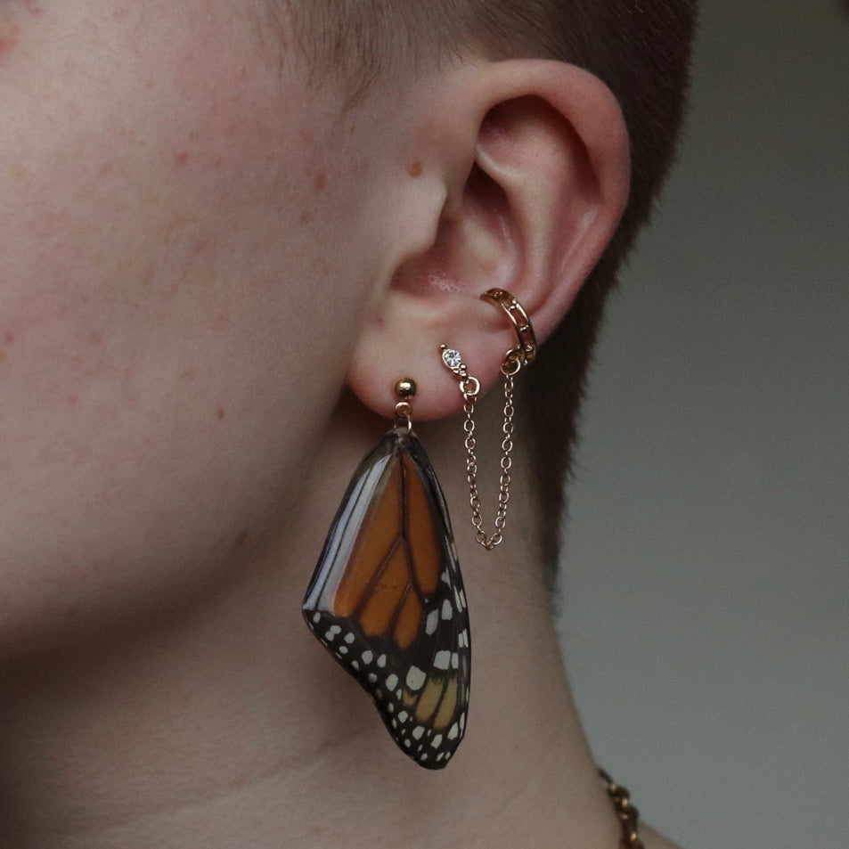 Monarch Butterfly (Forewings)