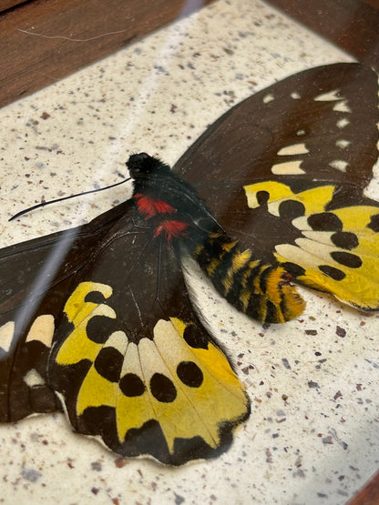 Tithonus Birdwing Butterfly
