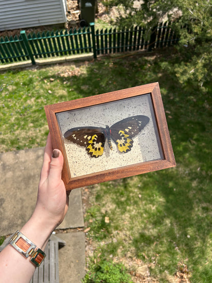 Tithonus Birdwing Butterfly