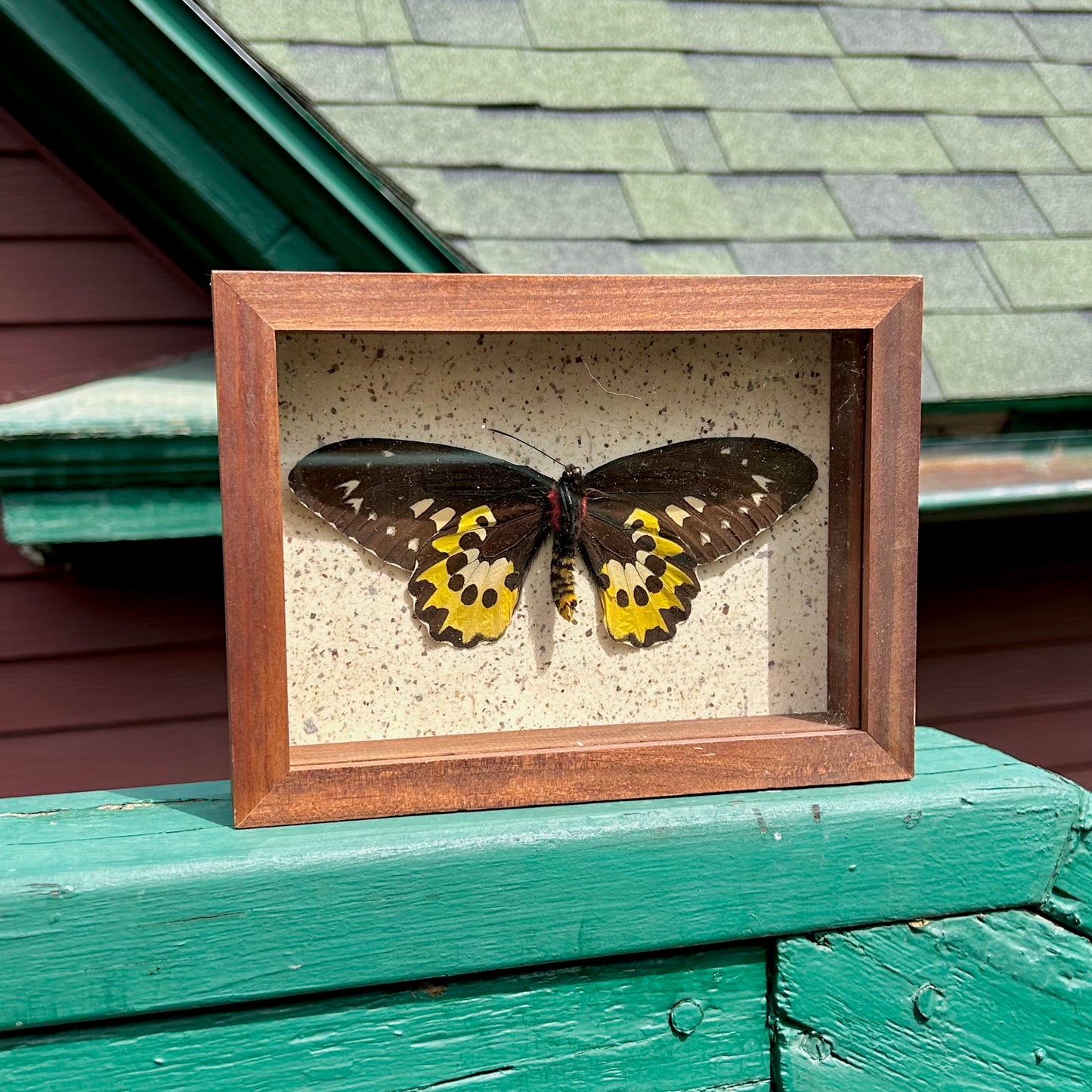 Tithonus Birdwing Butterfly