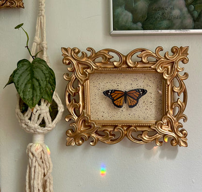 Monarch Butterfly