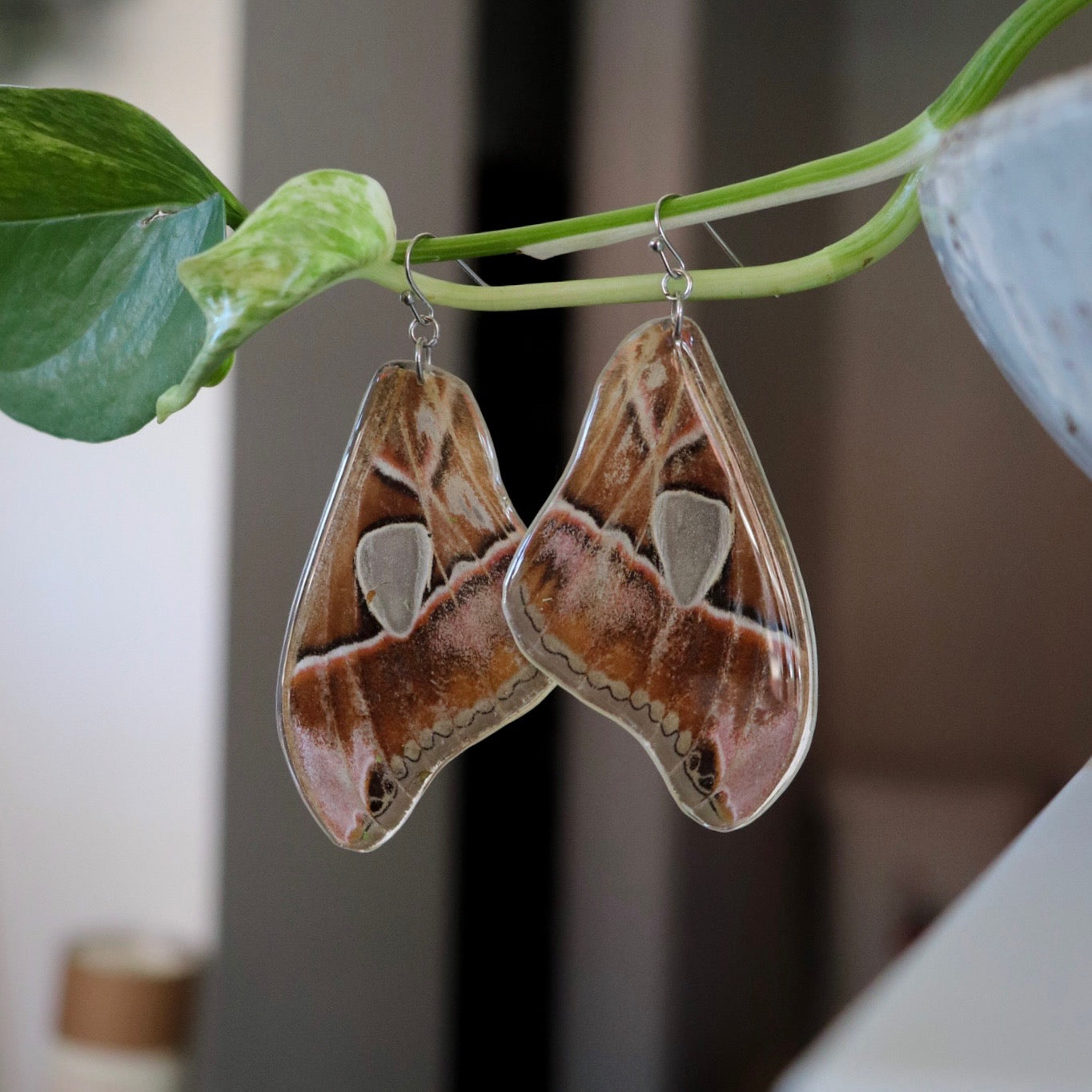 Forbes Silk Moth (Forewings)