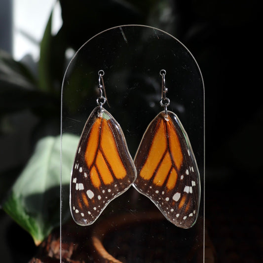 Monarch Butterfly (Forewings)