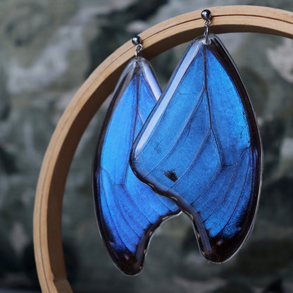 Menelaus Blue Morpho (Forewings)