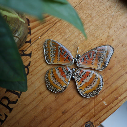 Red Lacewing Butterfly (Forewings)