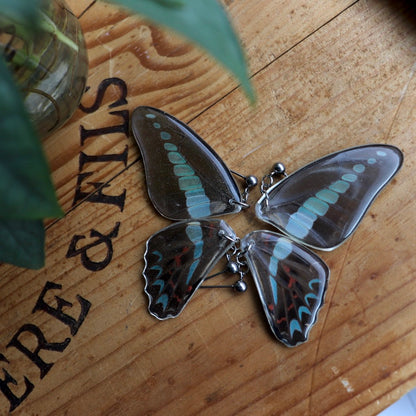 Bluebottle Butterfly (Forewings)