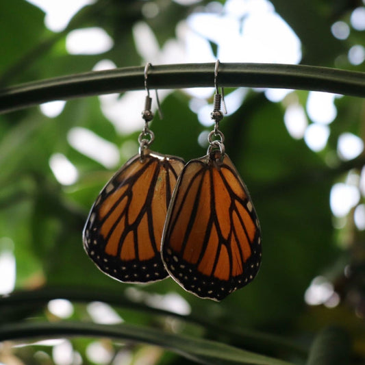 Monarch Butterfly (Hindwings)