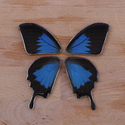 Ulysses Swallowtail (Forewings)