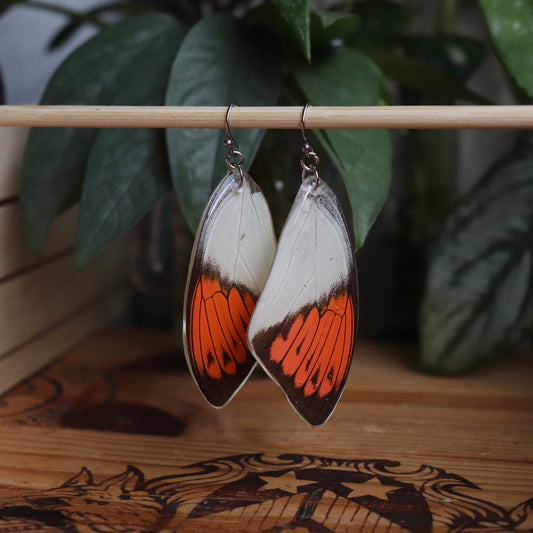 Great Orange Tip Butterfly (Forewings)