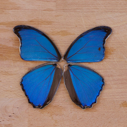 Menelaus Blue Morpho (Forewings)